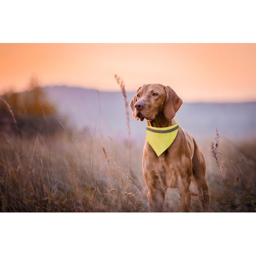 Reflective Dog'S Collar Lurex