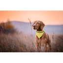 Reflective Dog'S Collar Lurex