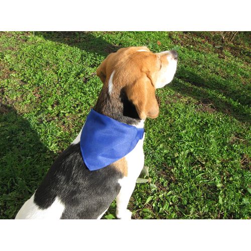 Dog'S Collar Rex