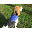 Dog'S Collar Rex