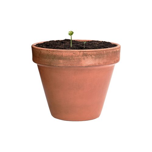 Seed Ball Flobba