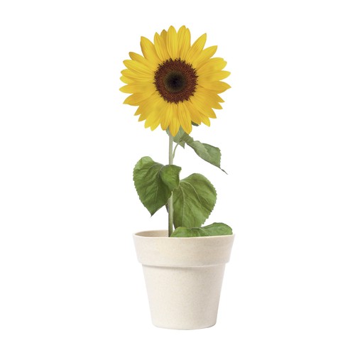 [AP722844] Bloempot Tumil